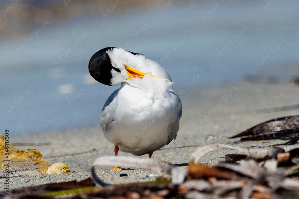 Fototapeta premium Australian Fairy Tern in Western Australia