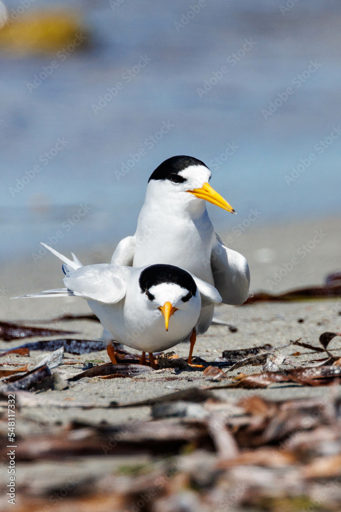 Fototapeta premium Australian Fairy Tern in Western Australia