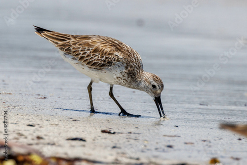 Tableau sur toile Great Knot in Western Australia