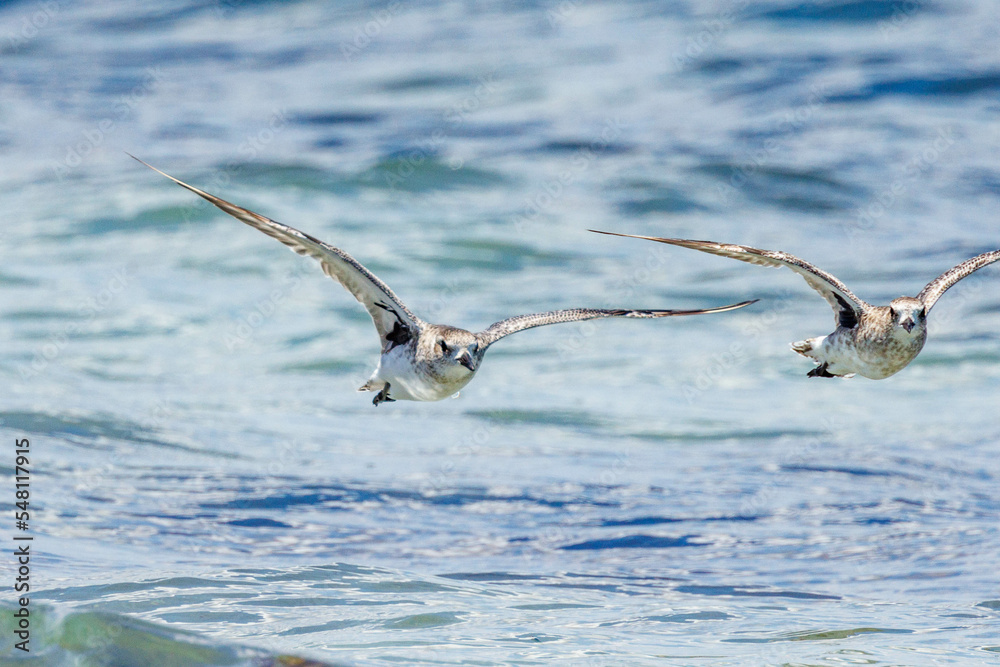 Black-bellied or Grey Plover in Australia Black-bellied or Grey Plover in Australia