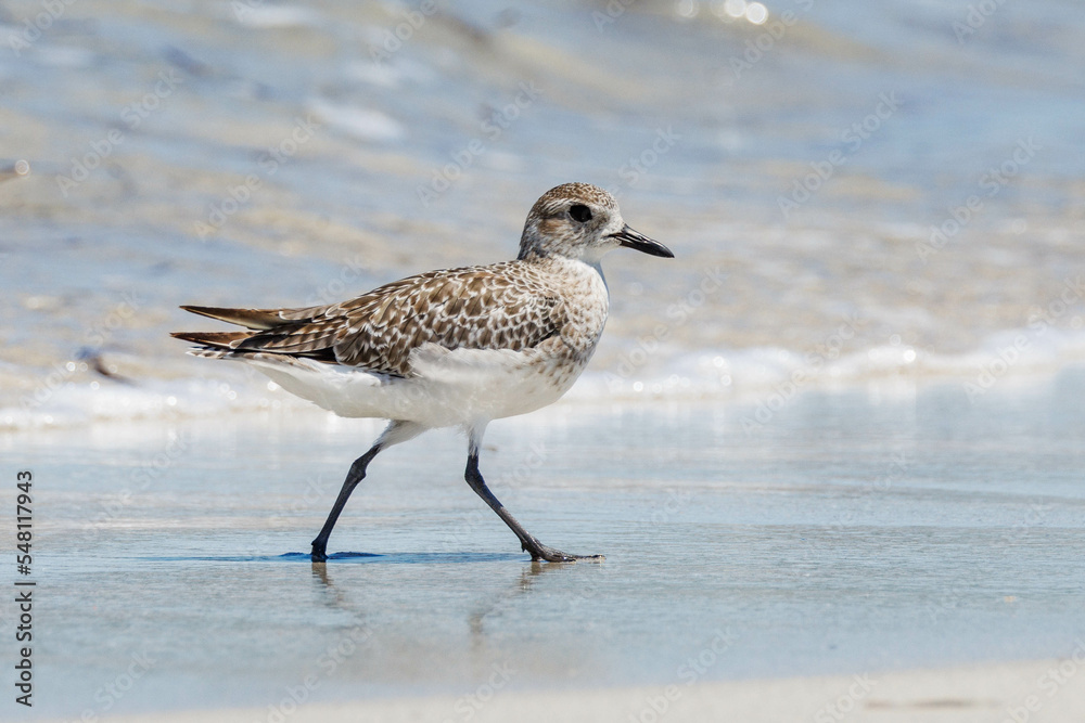 Black-bellied or Grey Plover in Australia Black-bellied or Grey Plover in Australia