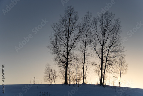 雪の丘に立つ冬木立  © まり子 佐藤