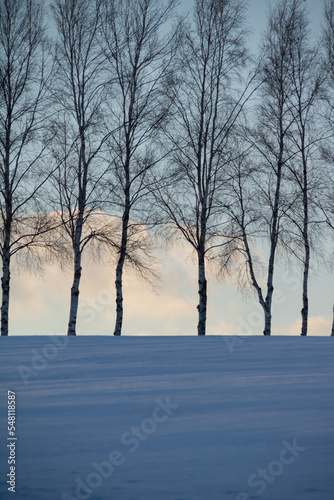 夕暮れの雪原と白樺並木  © まり子 佐藤