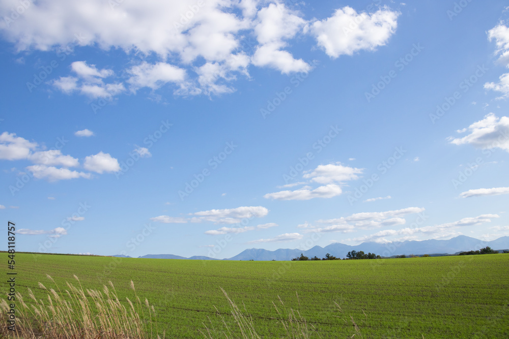 Obraz premium 秋の晴れた日の緑の麦畑と山並み 十勝岳連峰 