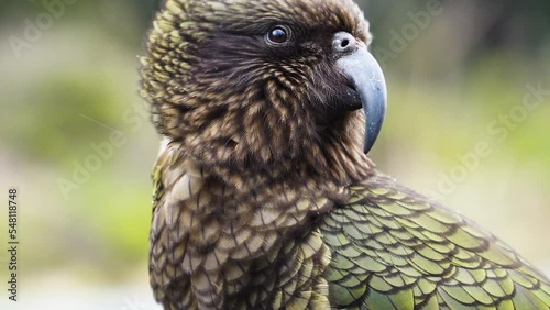 Kea (Nestor notabilis), a unique and large Alpine Parrot, New Zealand photo