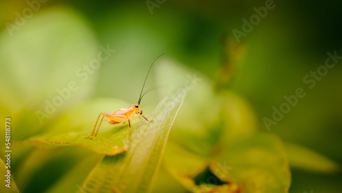 Close-up of small cricket on green grass in morning, Wonderful young little grasshopper, Nature blurred background, Colorful insect photo.