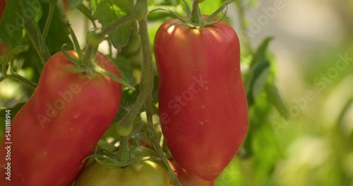 Rack Focus On Red Ripe San Marzano Tomatoes On Vine. closeup photo