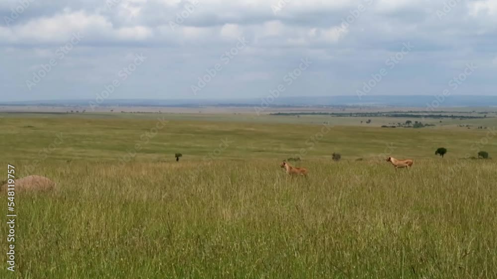 Two female lions looking out for prey on the green plains of Africa while clouds move Two female lions looking out for prey on the green plains of Africa while clouds move