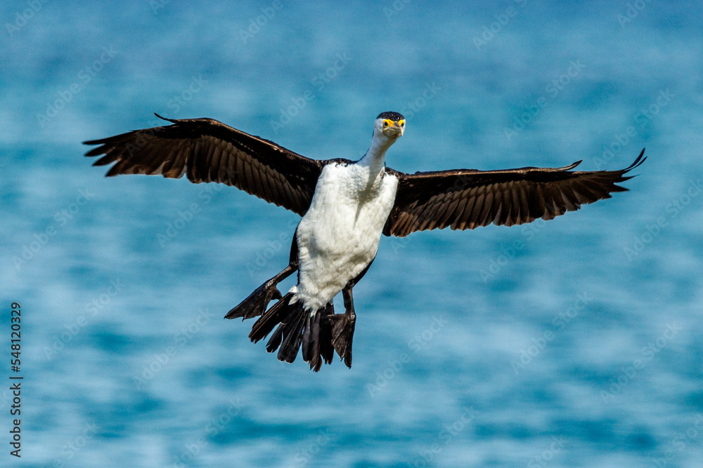 Obraz premium Pied Cormorant in Western Australia