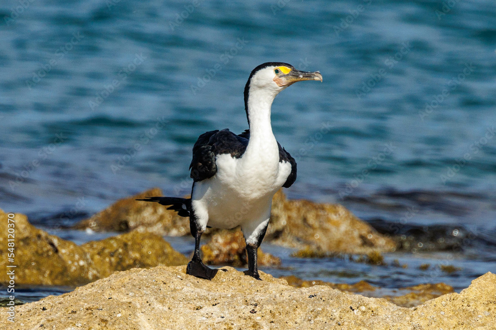 Pied Cormorant in Western Australia