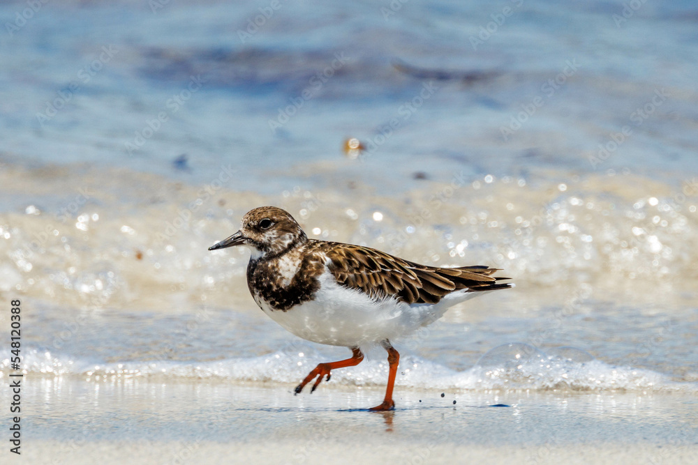 Ruddy Turnstone Wader in Australia Ruddy Turnstone Wader in Australia