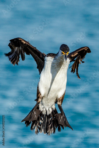 Pied Cormorant in Western Australia
