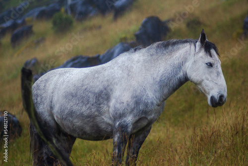 caballo peaje berlin tona santander © carlos