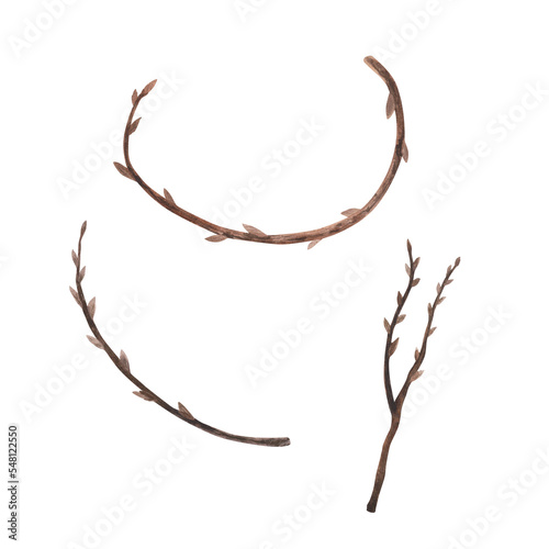 Willow branch watercolor isolated on white. Hand drawn spring illustration. Art for design card