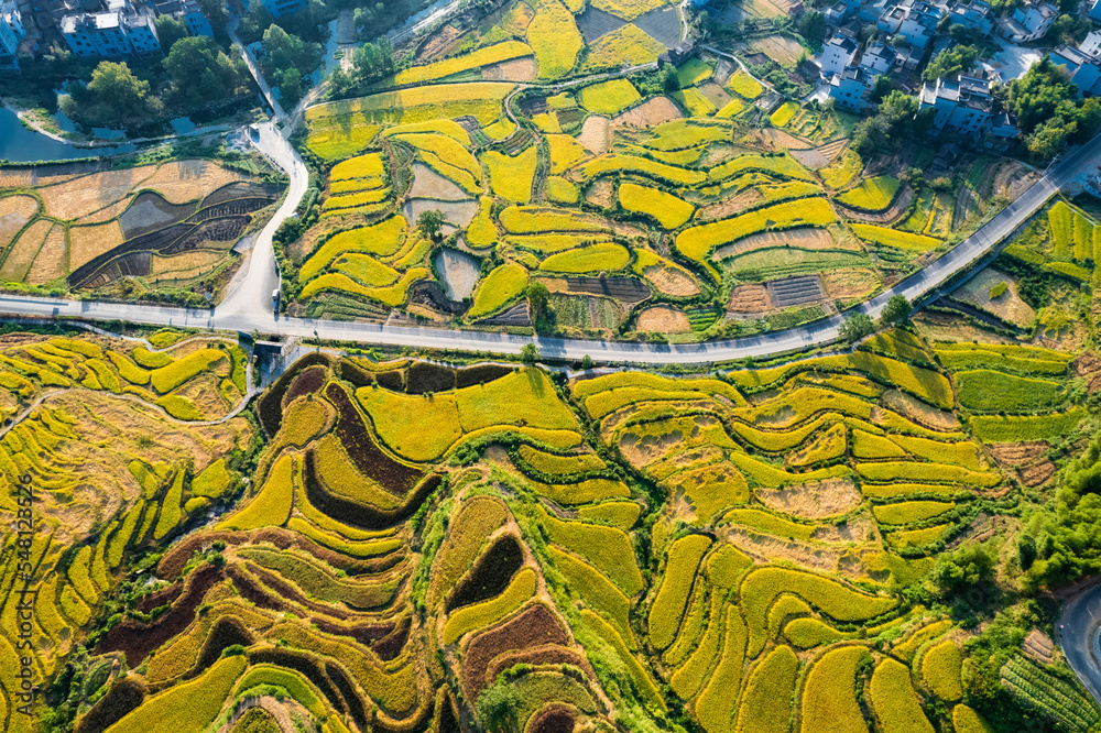 Obraz premium Autumn terraced landscape of Jiangling in Wuyuan, Jiangxi province