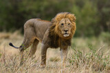 Olesiodo the male lion of Topi pride of lions in Maasai Mara.
