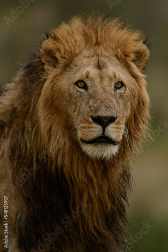 Close up portrait of head of male lion called Orkitiko  lion of Topi pride of lions in Maasai Mara.