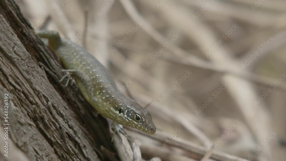 Lizard or salamander looking around on the side of a tree with dead branches in the background Lizard or salamander looking around on the side of a tree with dead branches in the background