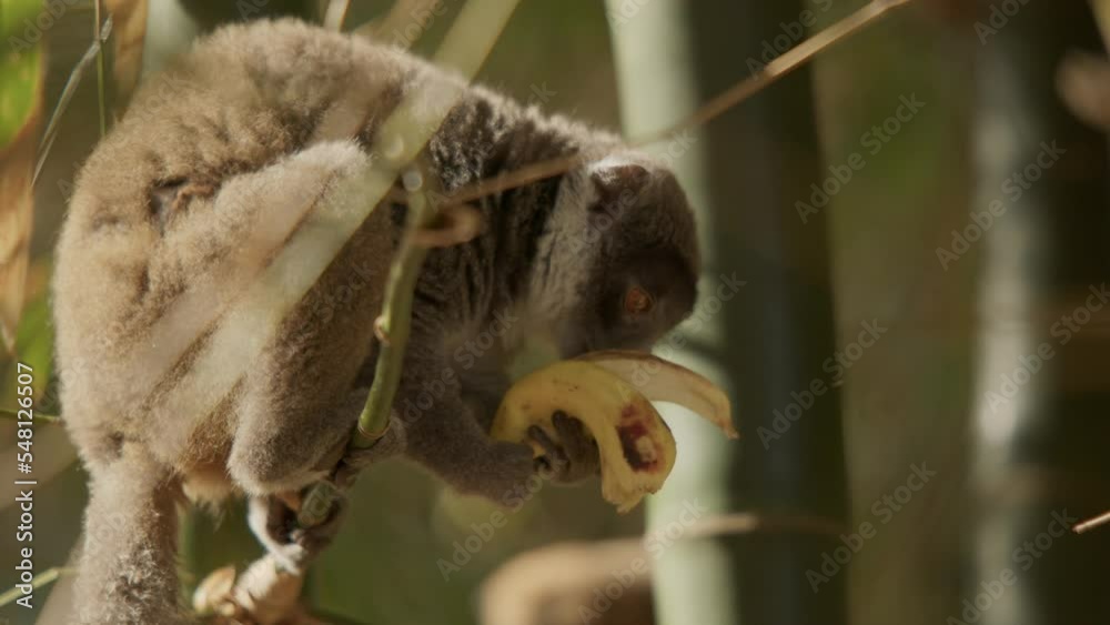 Lemur maki finishing a yellow banana while balancing on a bamboo branch on a sunny day Lemur maki finishing a yellow banana while balancing on a bamboo branch on a sunny day