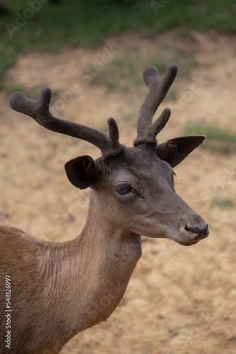 Fallow deer buck in a side profile.  © Chris