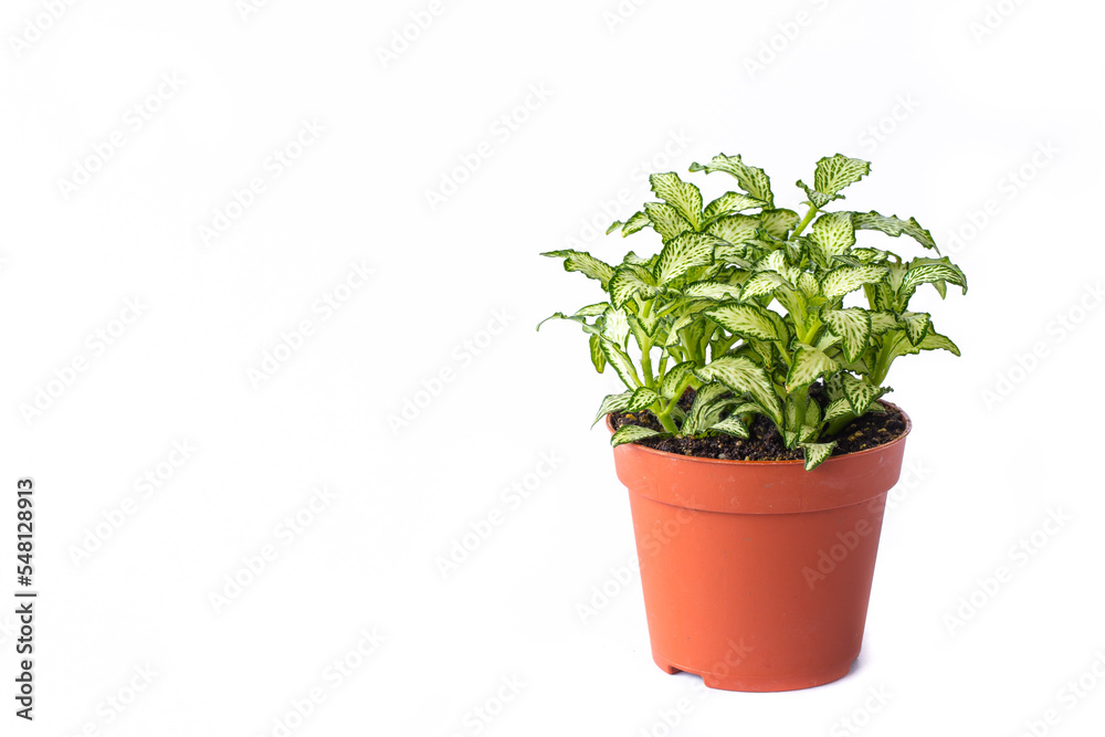 Little plant in plastic pot isolated on white background. Space for add text. Concept Energy saving in pot plant.