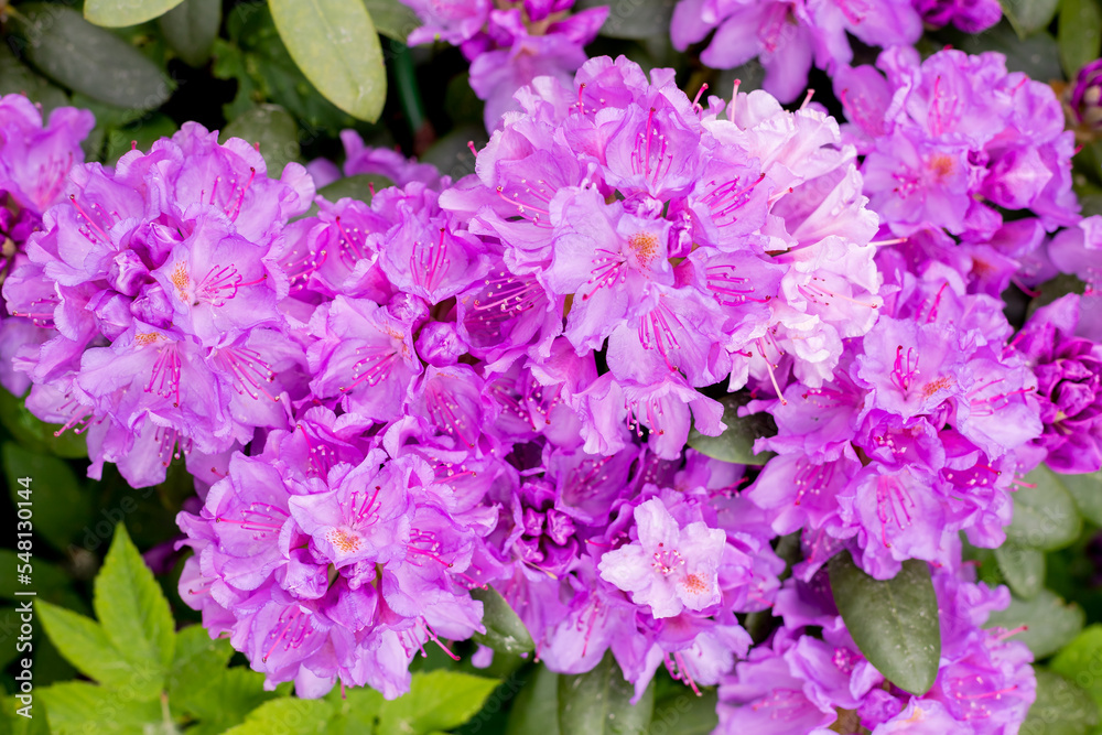 Rhododendron ,beautiful blooming azalea - flowering decorative shrubs. purple flowers of azalea japonica Konigstein - japanese azalea. Pistil and stamens are visible, green leaves in the background.