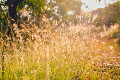 vintage soft light tone, Abstract nature background with grass in the meadow and sunset