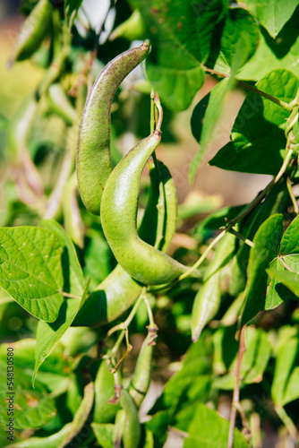 A green bean plant with ripe fresh bean pods growing in a garden or greenhouse. Close-up, vertical. Grow on your own and the concept of organic farming.