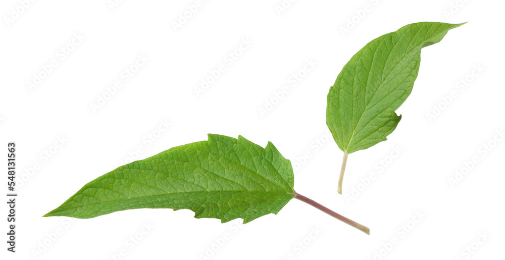 Fototapeta premium Fresh sesame leaves isolated on the white background, top view.