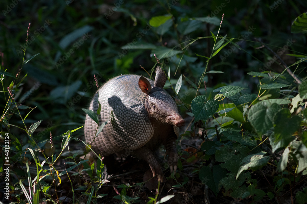 Armadillo Foraging for Food in Forest Armadillo Foraging for Food in Forest