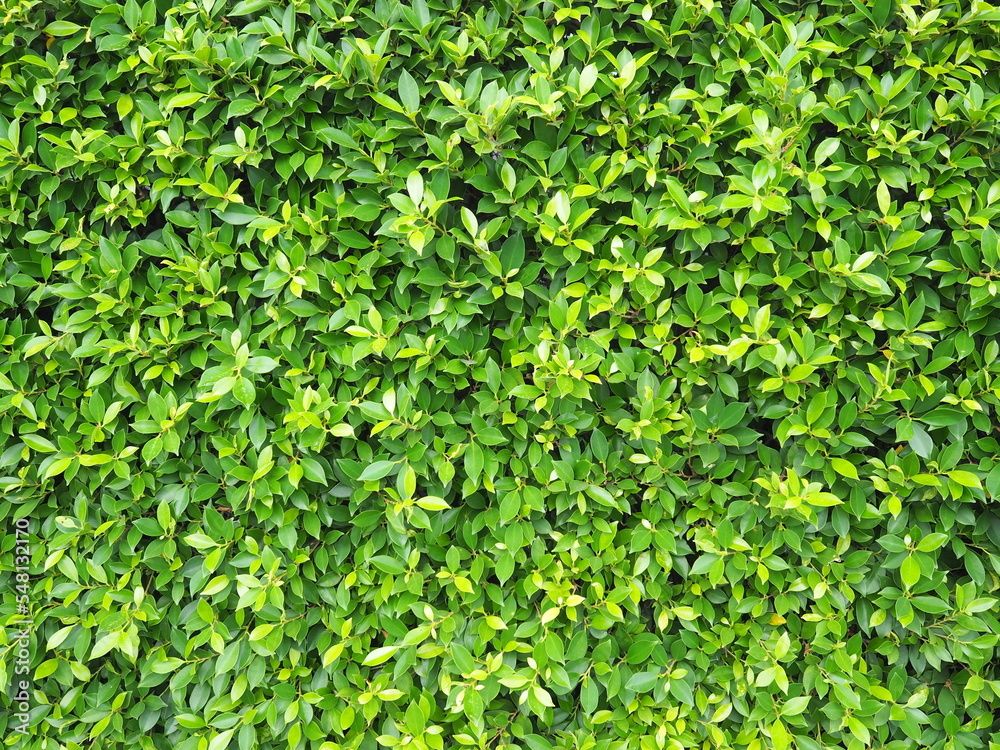 Green leaf of Banyan Tree Scientific name : Ficus annulata planted longitudinally as a fence or wall. It is a medium-sized perennial plant that can trap dust and air pollution.
Green leaf of Banyan Tree Scientific name : Ficus annulata planted longitudinally as a fence or wall. It is a medium-sized perennial plant that can trap dust and air pollution.