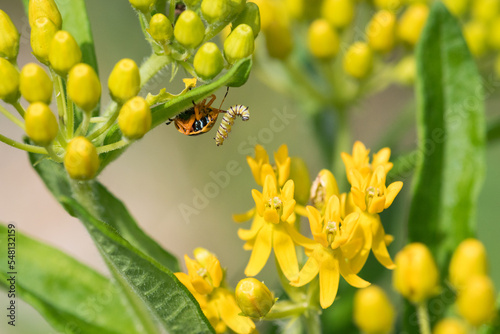 Monarch Caterpillar Meets Beetle Death