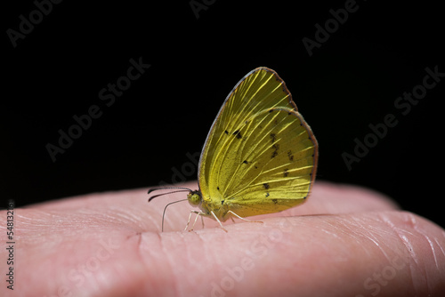 Little Yellow Butterfly Eating Salt on Hand