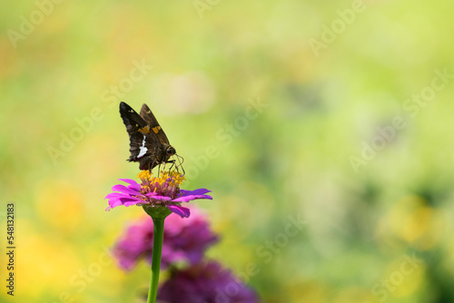 Large White Spot Skipper Butterfly on Zinnia