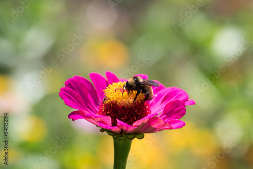 Bumblebee on Pink Zinnia and Soft Background