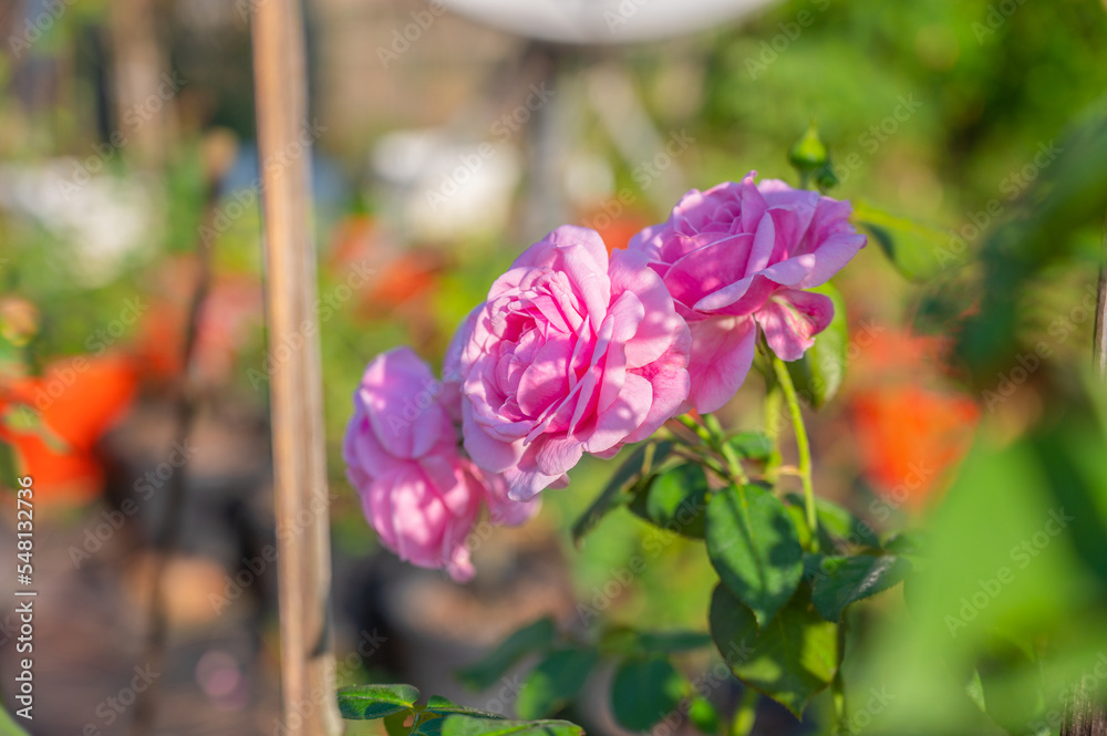 Pink bush roses on flowering garden background. Pink bush roses on flowering garden background.