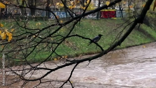a crow on a branch in an autumn morning