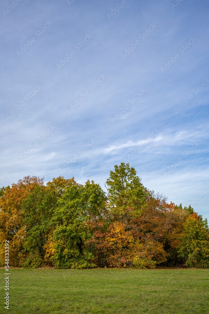 Bäume im Herbst auf einem Feld Bäume im Herbst auf einem Feld