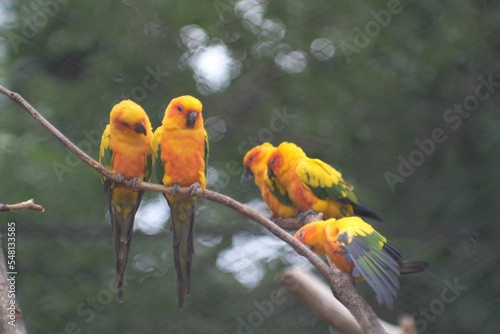 Flock of yellow Solar aratinga (Aratinga solstitialis) parakeets resting on a branch of a tree photo