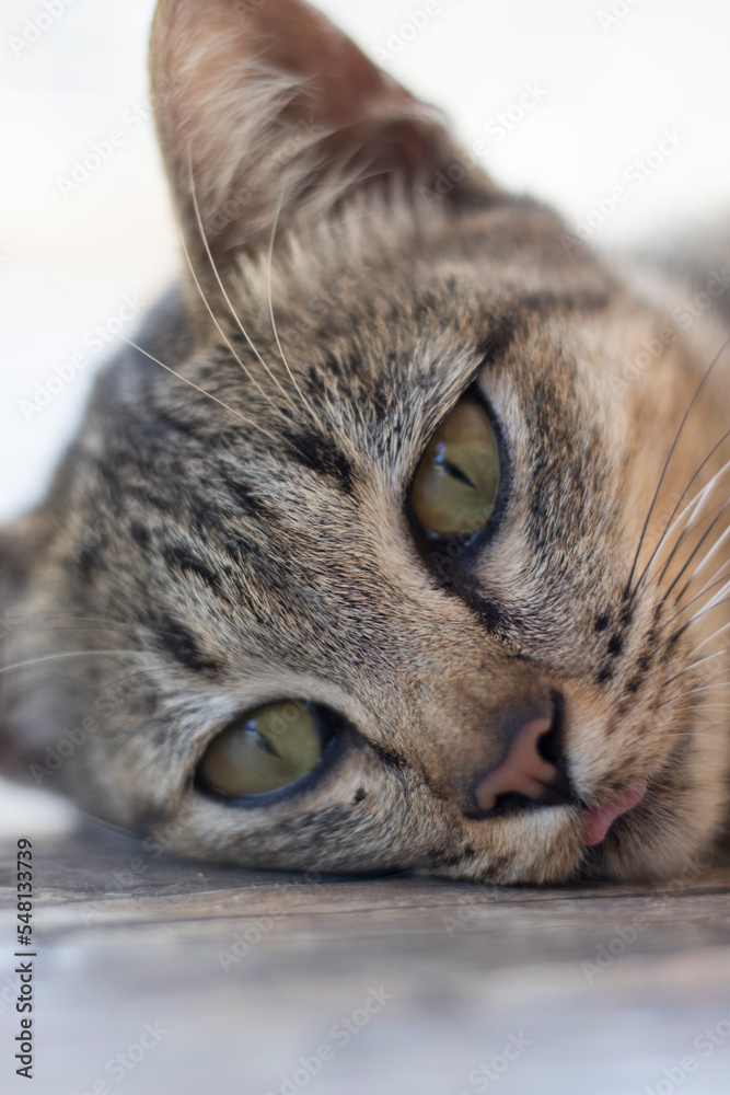 close-up portrait of a cat.