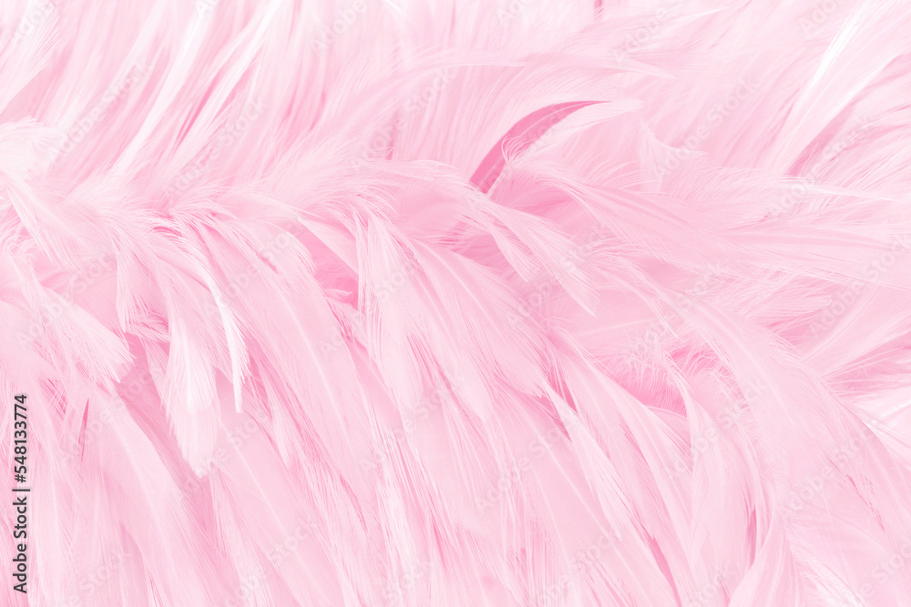 Beautiful light pink bird feathers pattern texture background. Beautiful light pink bird feathers pattern texture background.