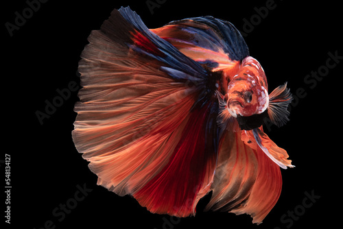 Beautiful movement of red betta fish, Siamese fighting fish, Betta splendens isolated on black background. Studio shot.