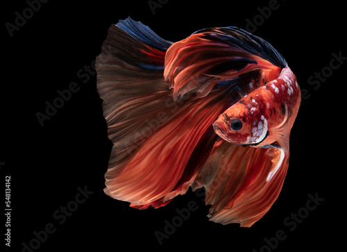 Beautiful movement of red betta fish, Siamese fighting fish, Betta splendens isolated on black background. Studio shot.