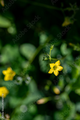 Oxalis dillenii flower growing in meadow	 photo