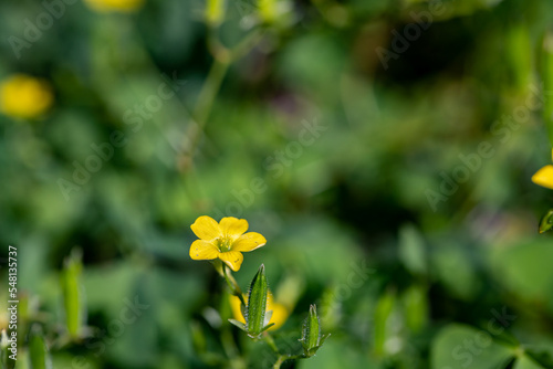 Oxalis dillenii flower growing in meadow	 photo