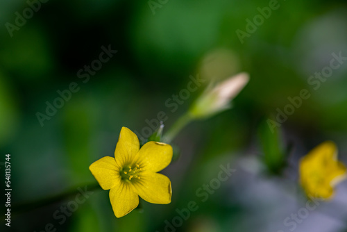 Oxalis dillenii flower growing in meadow	 photo