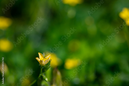 Oxalis dillenii flower growing in meadow	 photo