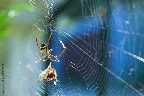 Print op canvas spider photo perched on a spider web