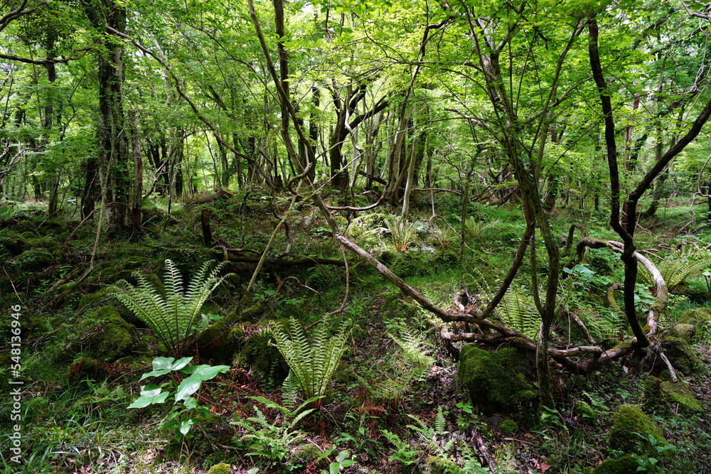 fresh fern in spring forest