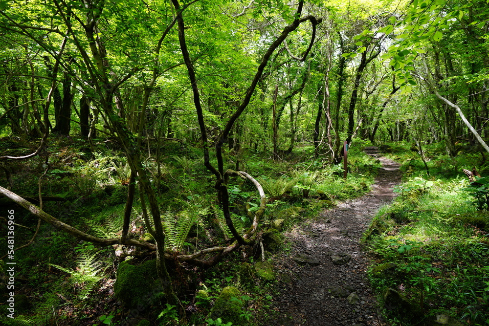 refreshing spring forest in the gleaming sunlight refreshing spring forest in the gleaming sunlight